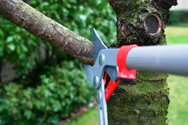 tree services Folly Beach